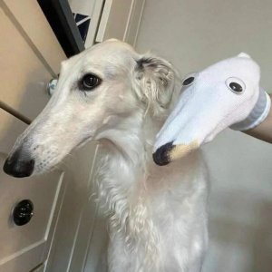 Dog Lowsoast Cosplay